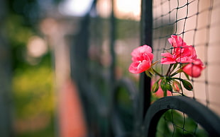 closeup photography of pink petaled flower