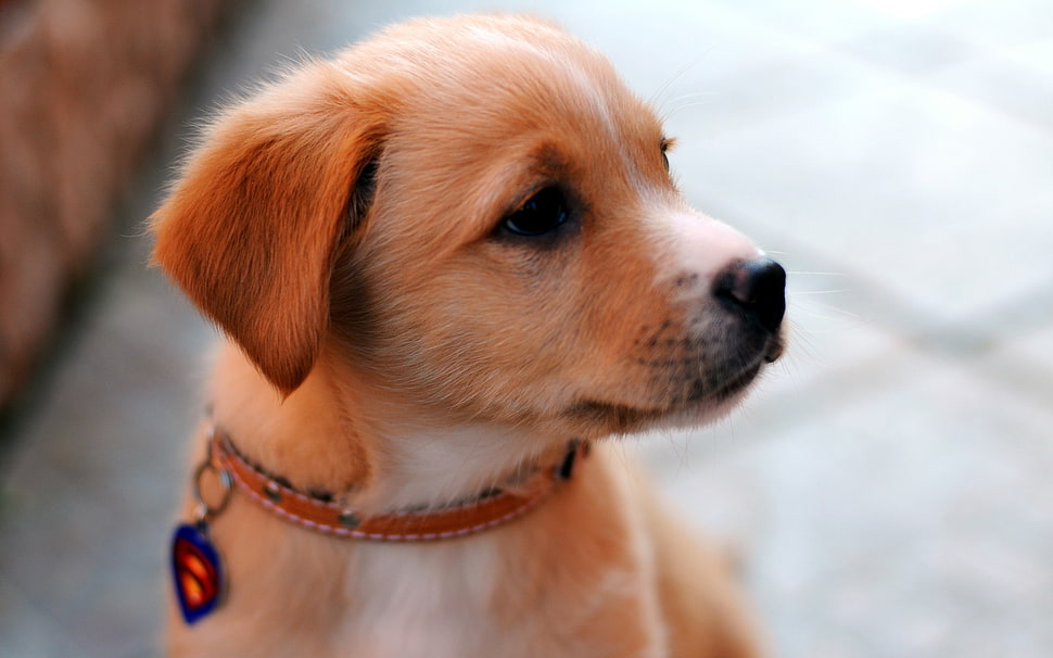 close-up photography of short-coat tan puppy HD wallpaper