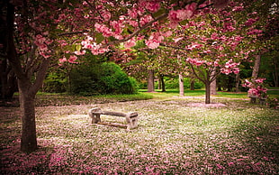 gray wooden bench, park, bench, trees HD wallpaper