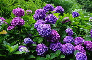 purple hydrangea flowers at daytime HD wallpaper