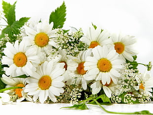 white petaled flower bouquet HD wallpaper