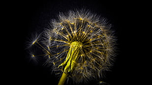 macro photography of white and yellow Daffodil flower