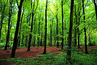 photo of trees in forest HD wallpaper