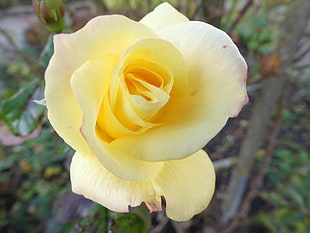 closeup photo of yellow petaled flowers