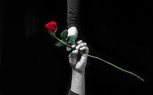 grayscale photo of two people holding rose, hands, love, rose, selective coloring HD wallpaper