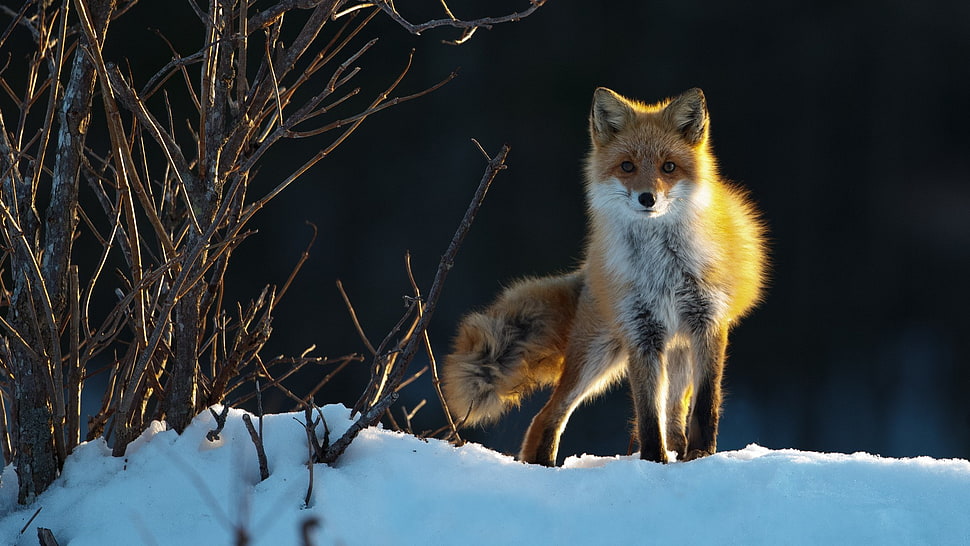 closeup photo of brown fox on snow ground HD wallpaper