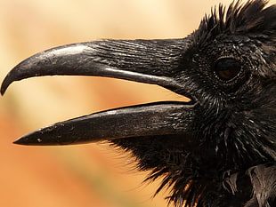 zoo-in photo of crow's head HD wallpaper