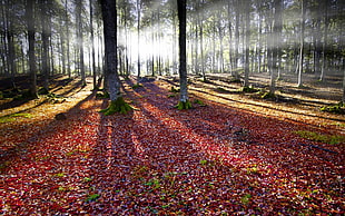 two brown wooden framed chairs, nature, landscape, sun rays, forest