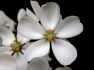 close up photo of white petaled flowers HD wallpaper