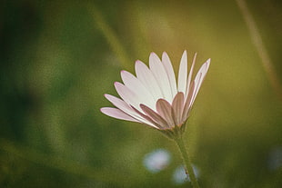 pink Osteospermum selective focus photo, daisy