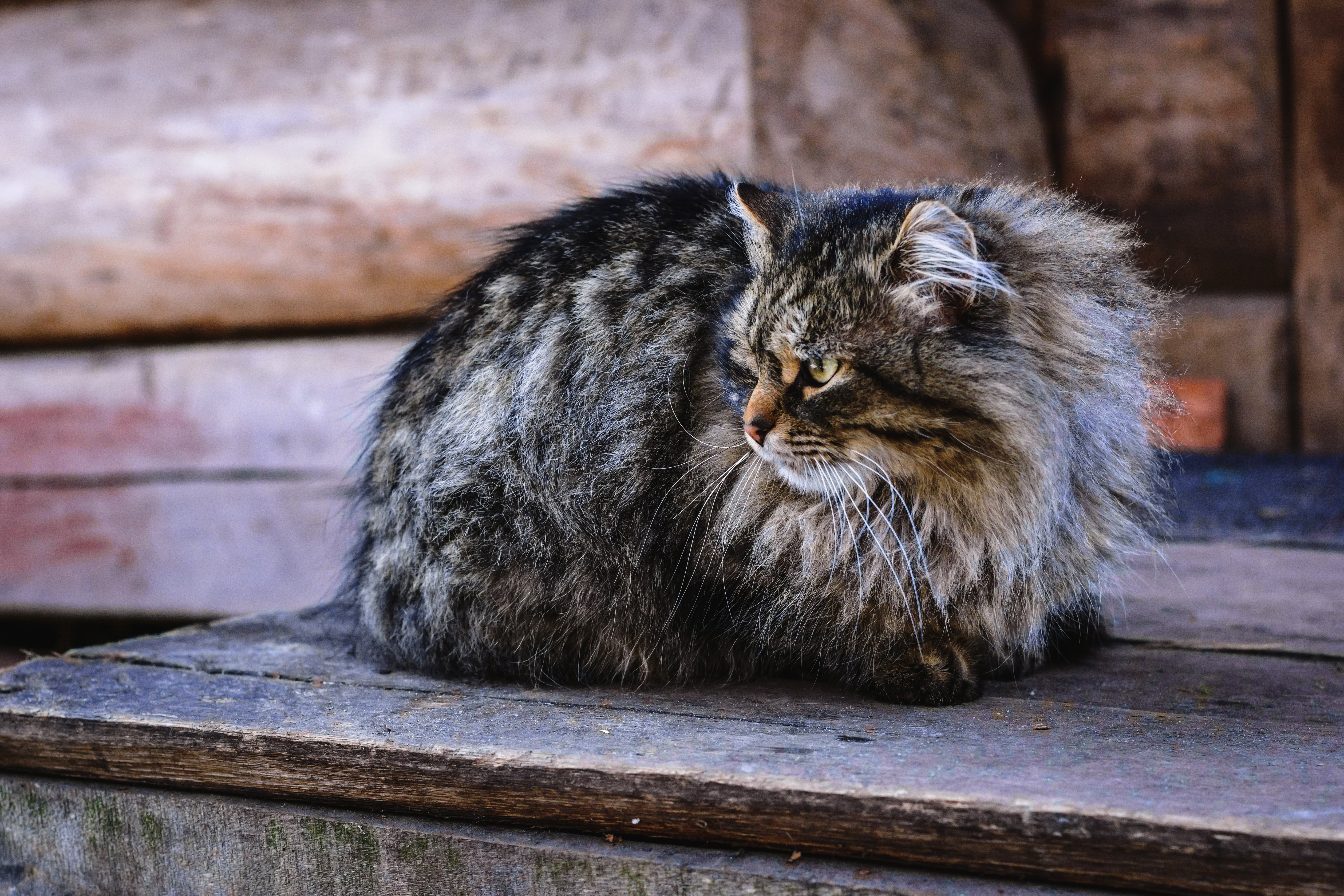 Большой старый кот