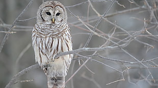 gray and white owl, owl HD wallpaper