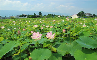 pink Lotus flower field