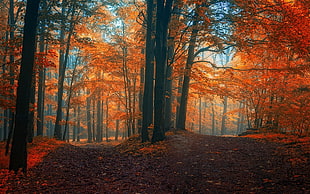 tree lot, landscape, nature, fall, path HD wallpaper