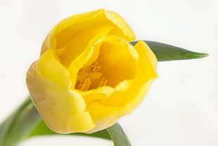 closeup photography of a yellow Tulip HD wallpaper