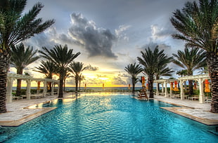 in-ground pool between palm trees during daytime, swimming pool, beach, palm trees, sea HD wallpaper