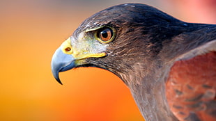 black and brown bird, animals, eagle, birds