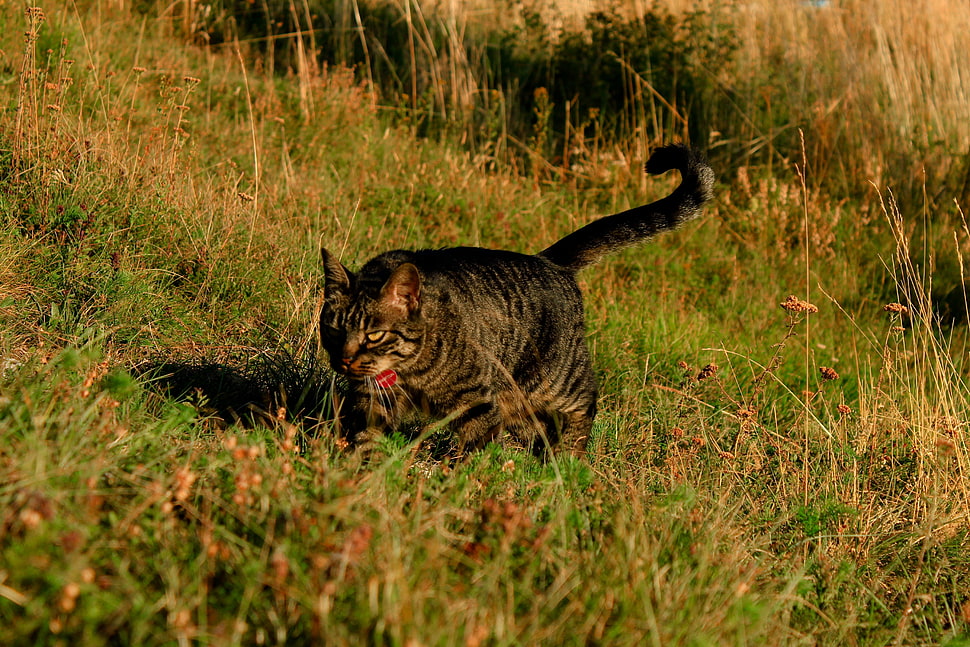 short-fur black cat walking on green grass during daytime HD wallpaper