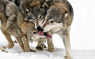 Wolf,  Tongue,  Lick,  Snow HD wallpaper