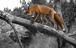 red fox, animals, selective coloring, branch, fox HD wallpaper