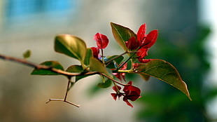 green and red flower macro photography