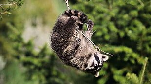 Raccoon hanging on tree stem HD wallpaper