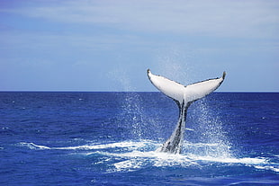 whale tail, humpback, platypus