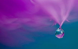 closeup photography of water drop HD wallpaper