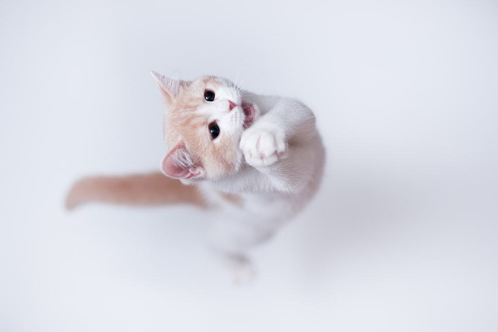 short-coated white and blue cat HD wallpaper