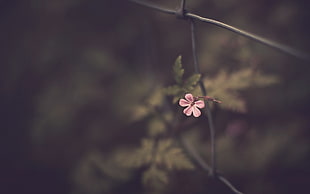 pink petaled flower in closeup photography