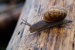 selective focus photography of brown and gray snail on wooden surface HD wallpaper