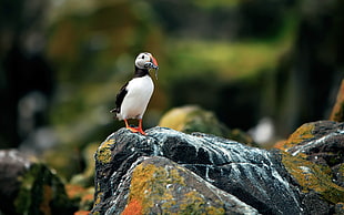 focus photography of Atlantic Puffin on black rock HD wallpaper