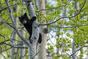 black bear on tree