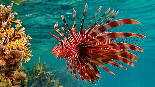 red and beige fish, lionfish, animals, sea, coral HD wallpaper