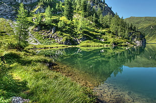 body of water surrounded by trees