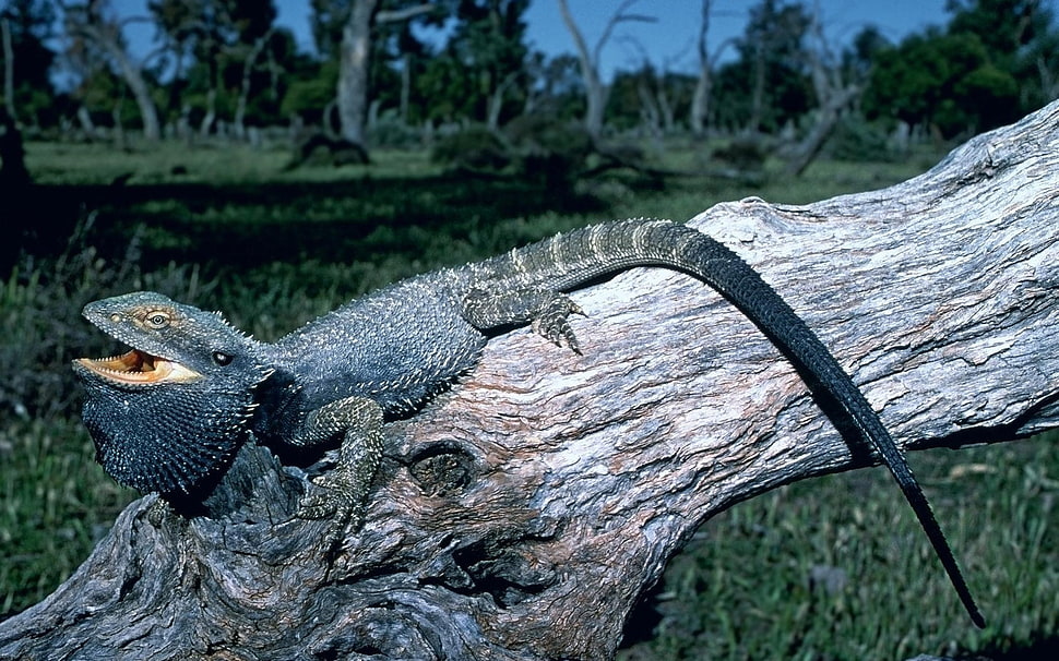 shallow focus photography of black reptile on brown tree trunk HD wallpaper