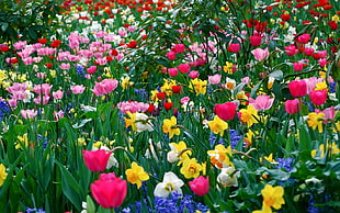 Daffodil and Tulip flower field