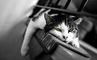 black and white cat lying on rug HD wallpaper