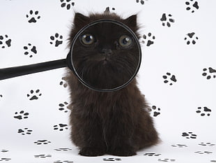 closeup photo of black cat behind magnifying glass HD wallpaper