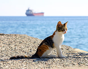 shallow focus photography of calico standing on gray concrete floor during daytime