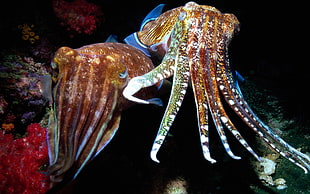 brown and white octopus