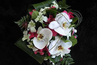 white orchids photo HD wallpaper