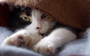 calico kitten