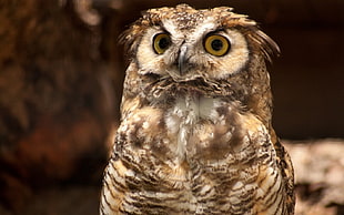 brown owl, owl, birds, animals HD wallpaper