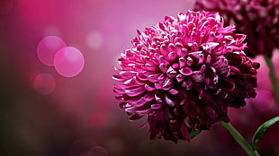 pink Mums flower in closeup photography HD wallpaper