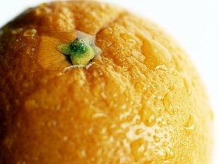 orange fruit with dew drop HD wallpaper