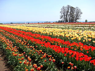 yellow, red, and maroon colored field of tulips HD wallpaper