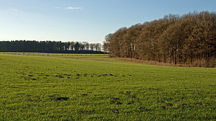 green field near forest under clear sky HD wallpaper