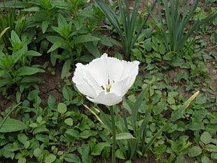 white and yellow petaled flower, nature