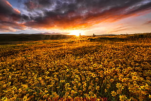 sunflowers field during sunset HD wallpaper